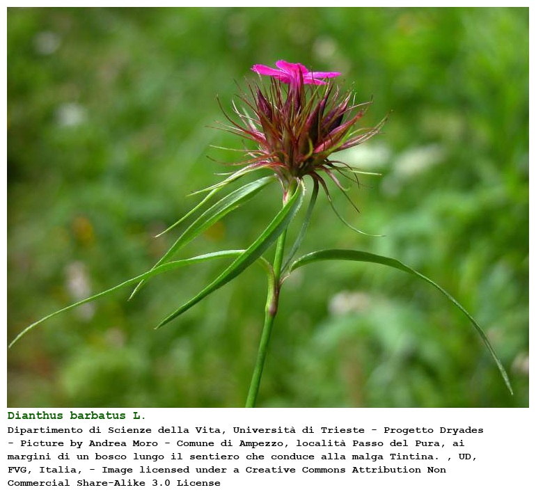 Dianthus barbatus [Garofano barbato] Flora Italiana